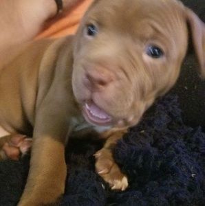 Meet your Posher, Bridget